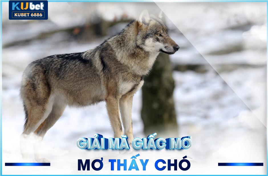 MƠ THẤY CHÓ - ĐIỀM BÁO VÀ NHỮNG CON SỐ MAY MẮN