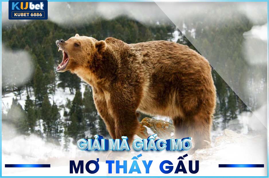 MƠ THẤY GẤU KUBET ĐIỀM BÁO GÌ? ĐÁNH SỐ MẤY?