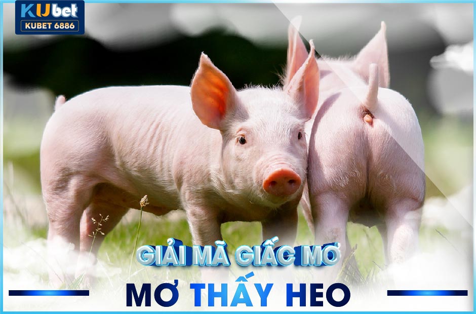 Giải mã giấc mơ thấy heo kubet