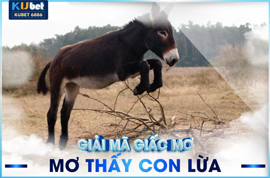 nằm mơ thấy con lừa đánh số mấy? kubet6886